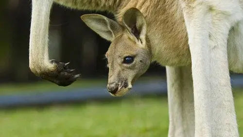 All About Animals