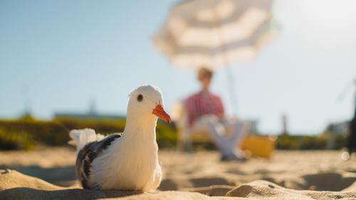 Seagulls & Stripes