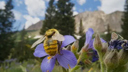 Bugs That Rule the World