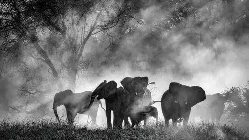 Ghost Elephants
