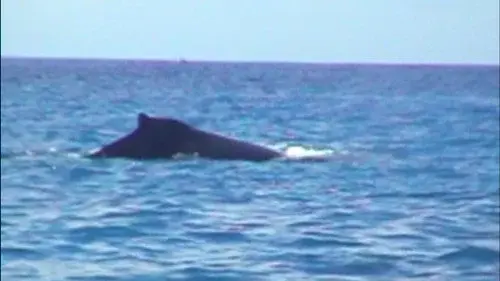 The Nature of God in Nature