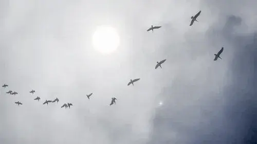 Seat of a Seagull