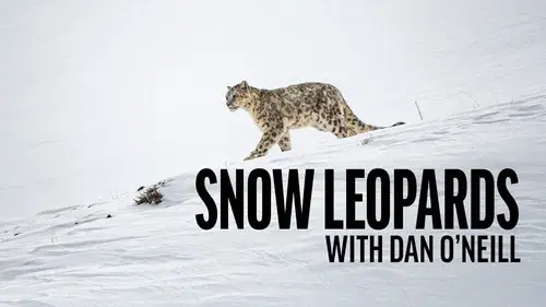Snow Leopards with Dan O'Neill