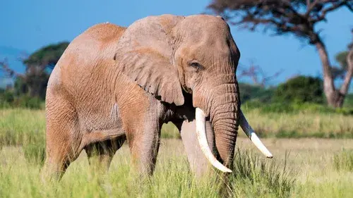 Vieillir dans la nature