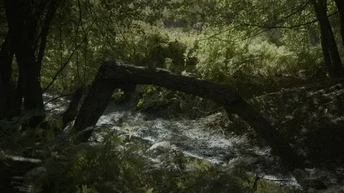 SILVA NATURA