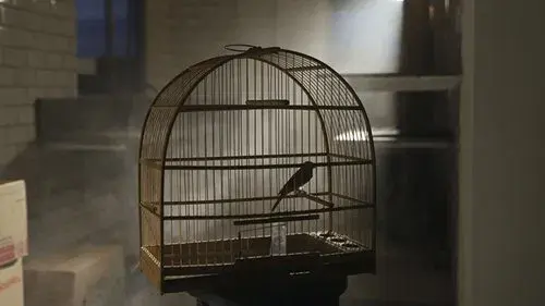 Cantô Meu Alvará
