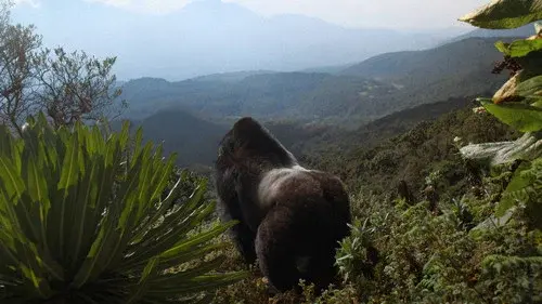 A Gorilla Story: Told by David Attenborough
