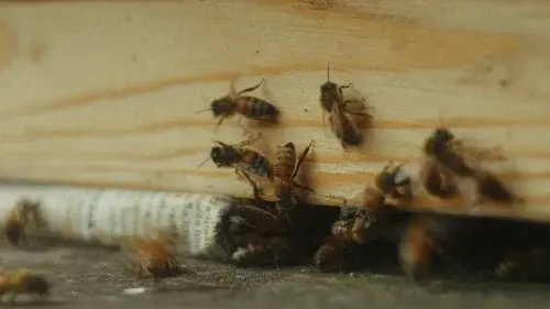 In Search of Honey