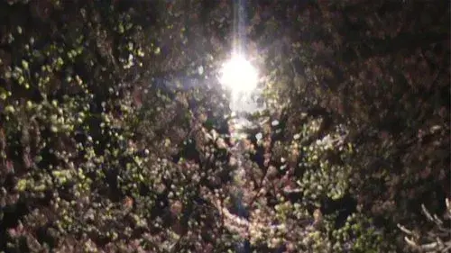 light blossom