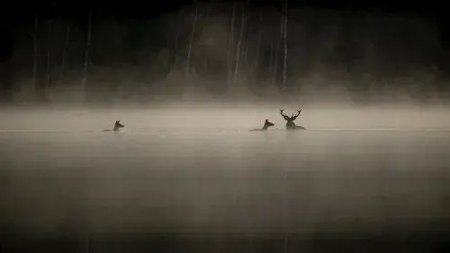 Whispers in the Woods