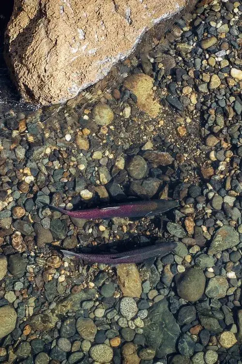 Yuba Salmon Dance