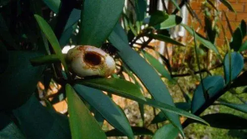 Jirapo