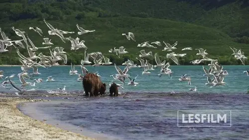 Kamchatka Bears. Life Begins