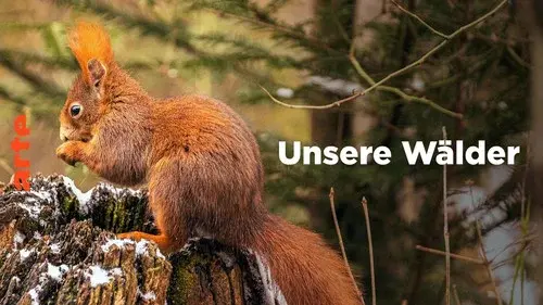 Unsere Wälder