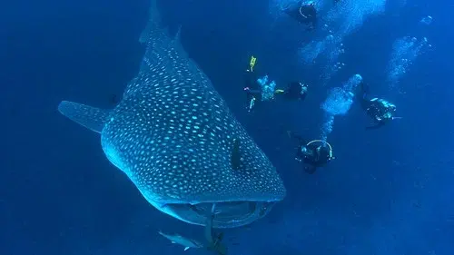 Jonathan Bird's Blue World
