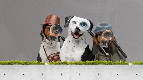 Radar Pet