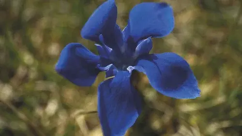 Gentian Sprite