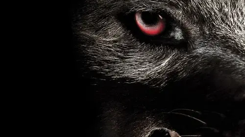 Monsterwolf