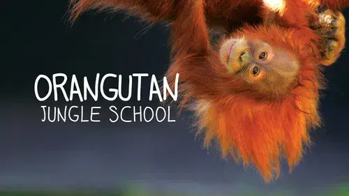 Orangutan Jungle School