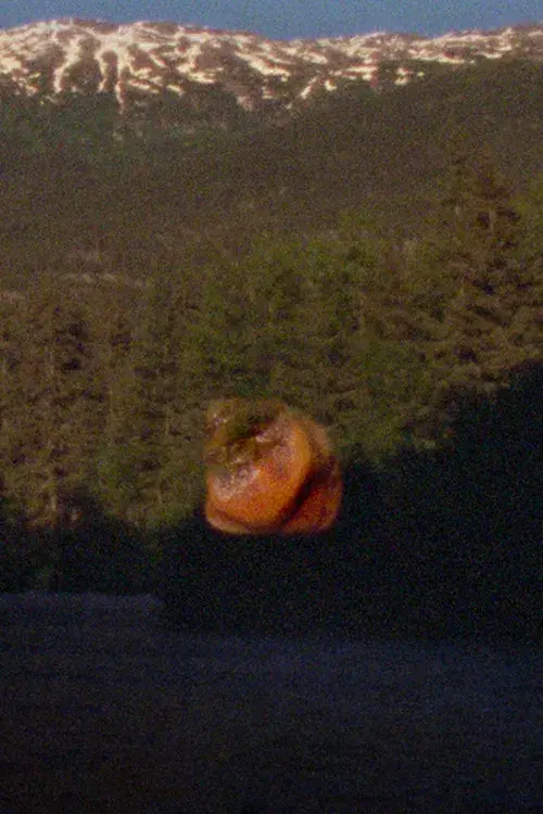 See Through the Hollowed Blue Hellebore