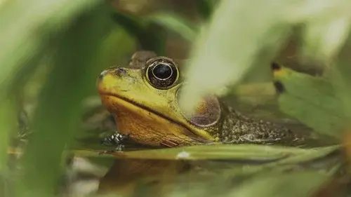 Understanding Myself as an Amphibian