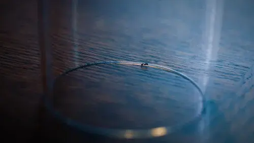 The Ant