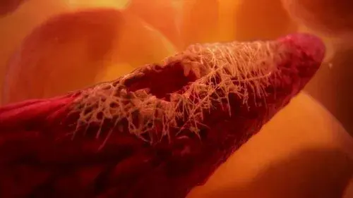 Inside the Human Body