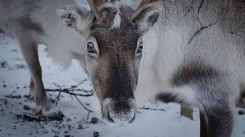 Sámi vs. Sámi