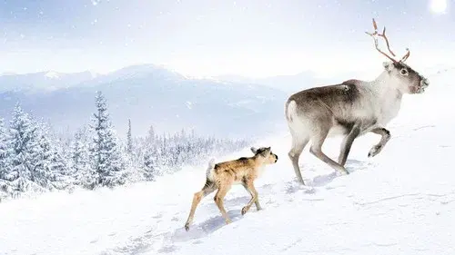 A Reindeer's Journey
