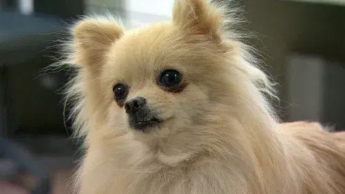 犬を飼うということ