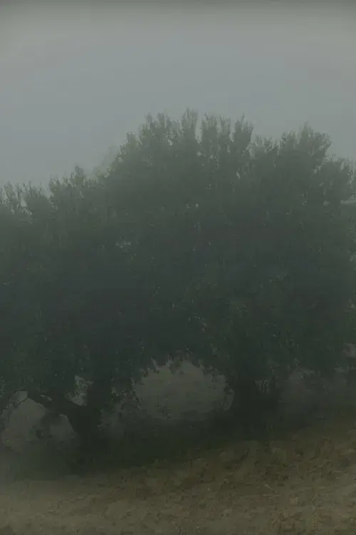 لماذا أراكِ في كل شيء؟