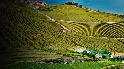 Des vignes et des hommes