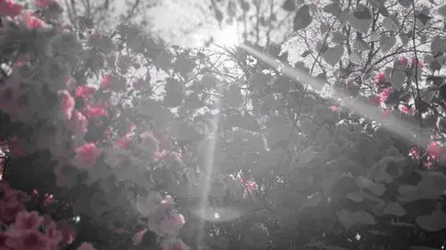 PETAL