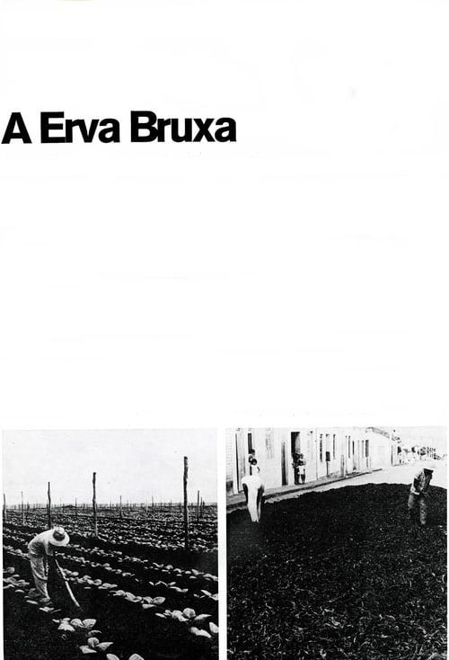 A Erva Bruxa