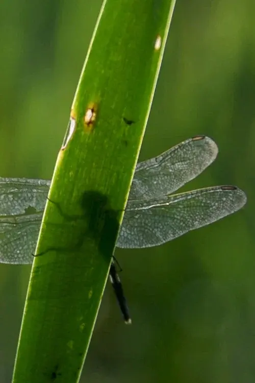 Elytrae