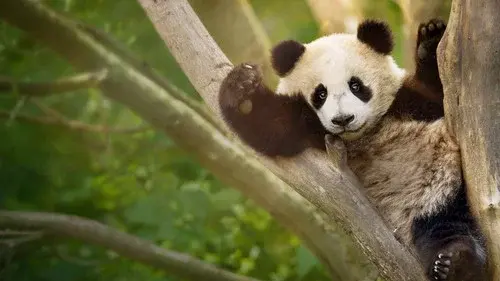 Panda School