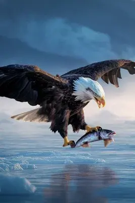 The Gift Of Ice: Wild Northern Japan